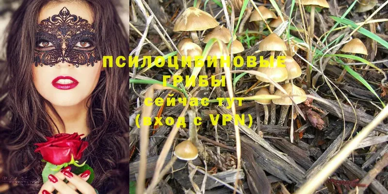 Галлюциногенные грибы MAGIC MUSHROOMS Кондрово